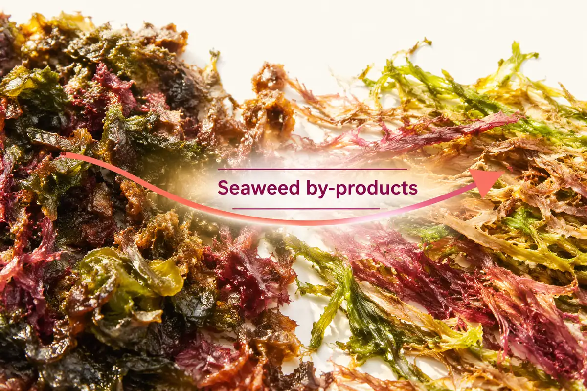 Mixed red, brown and green seaweed pieces spread on a white surface, the raw material that enters extraction